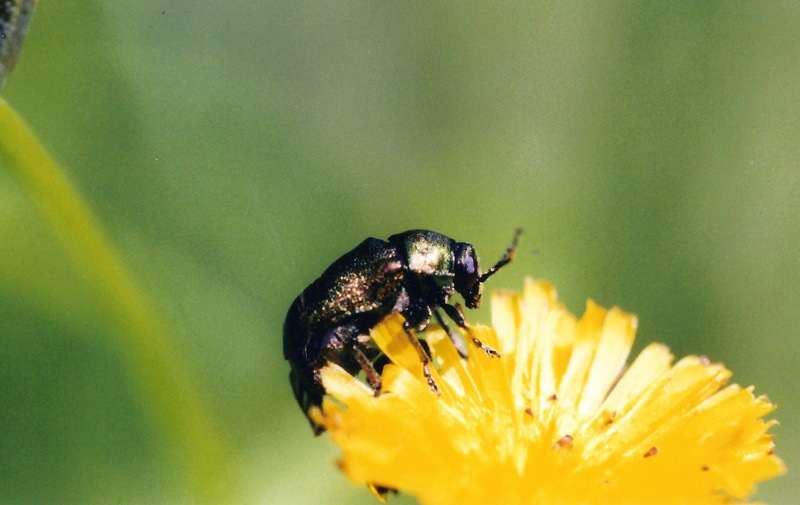 Cryptocephalus (?) (Chrysomelidae)